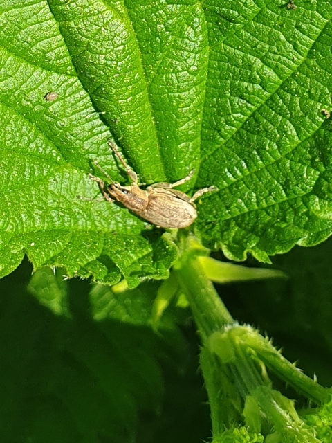 Tanymecus palliatus - közönséges hegyesfarúbarkó