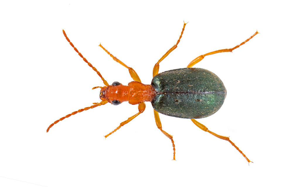 Brachinus explodens - kis pöfögőfutó