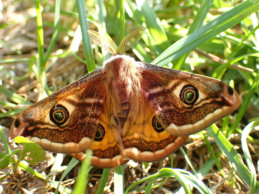 Saturnia pavoniella/pavonia