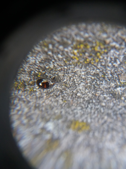 Chilocorus bipustulatus - szalagos szerecsenkata