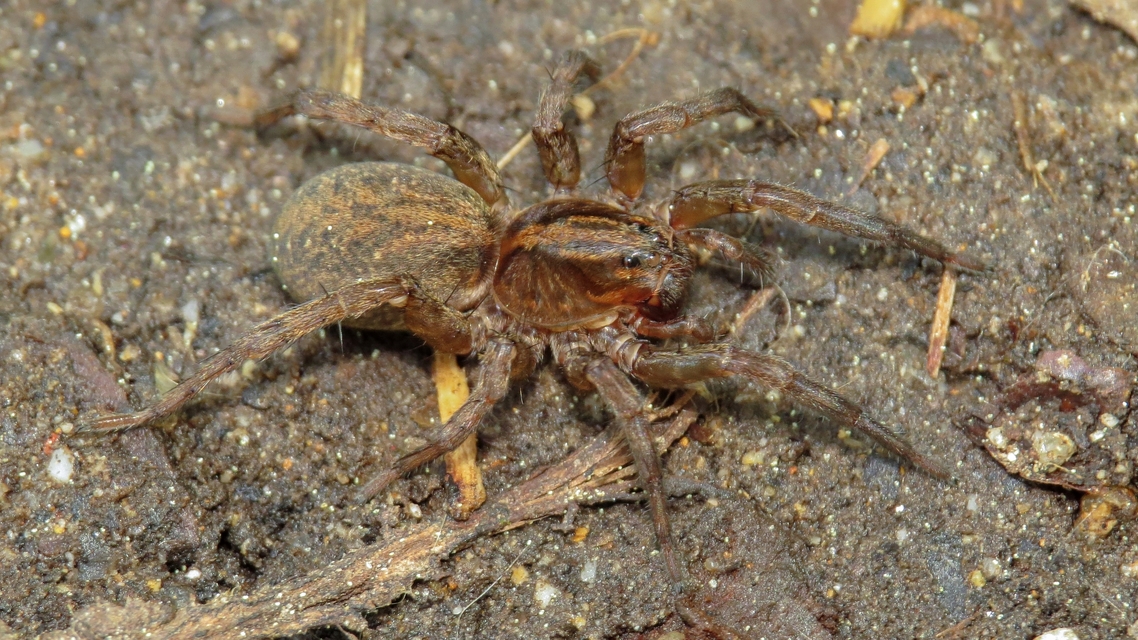 Trochosa