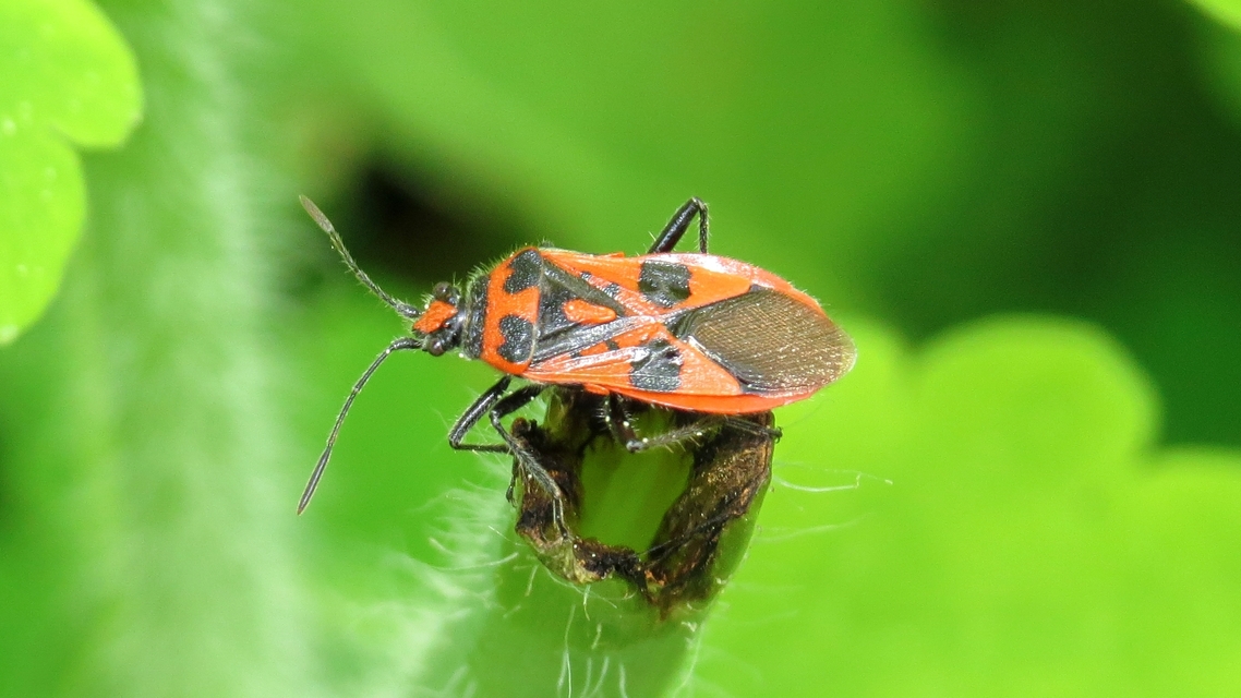Corizus hyoscyami - piros karimáspoloska