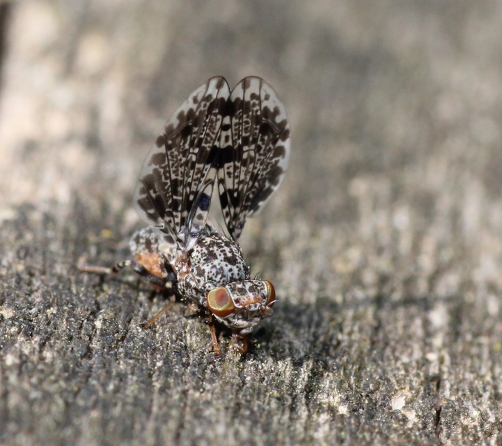 Callopistromyia annulipes - pávalégy