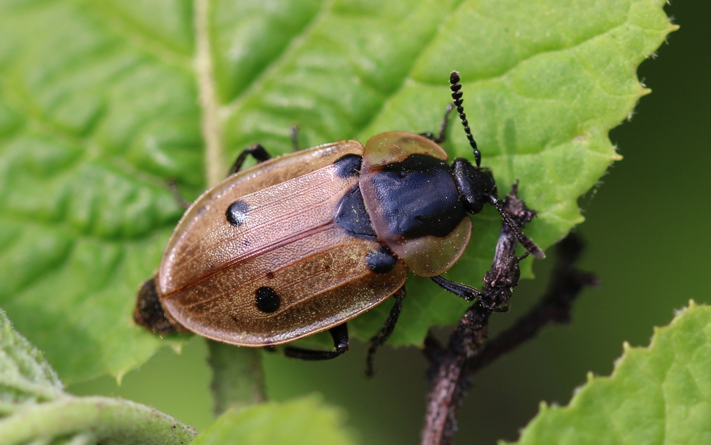 Dendroxena quadrimaculata - négypettyes dögbogár