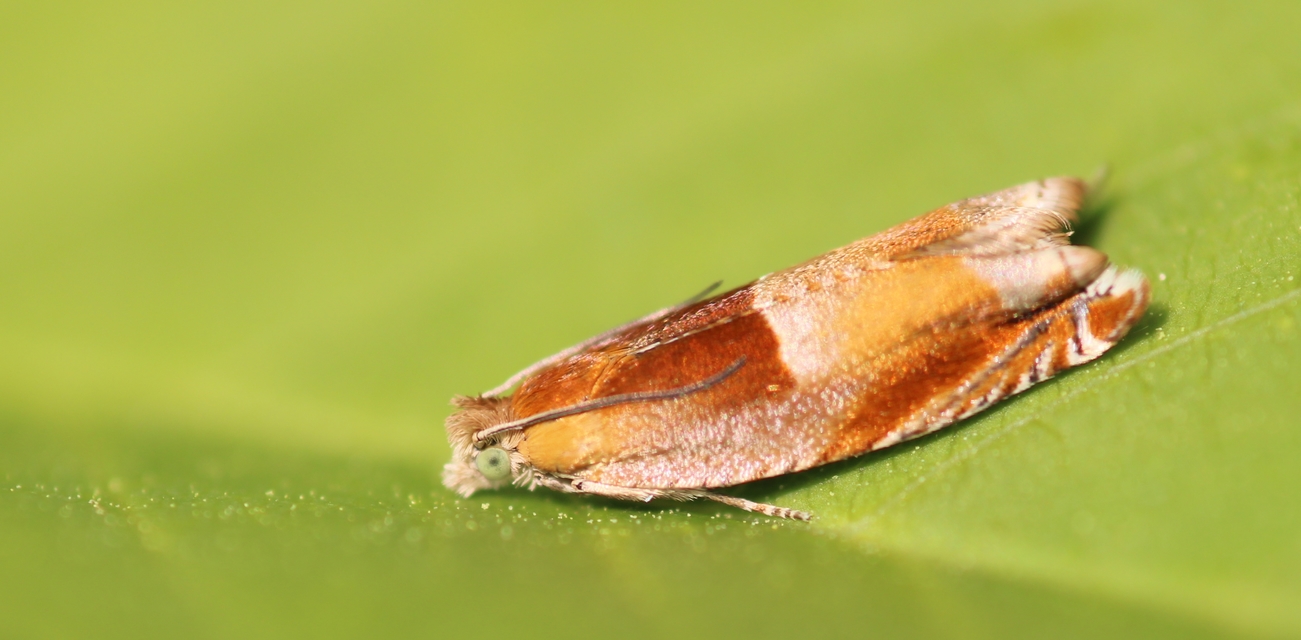 Ancylis mitterbacheriana - tölgysodró horgasmoly