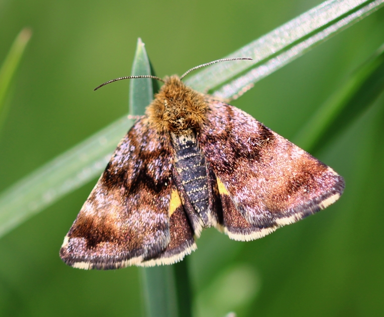 Panemeria tenebrata - apró sárgabagoly