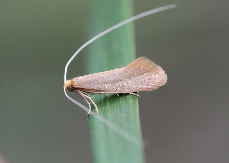 Nematopogon