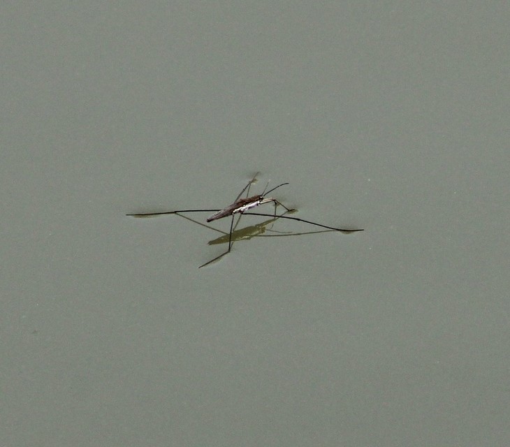 Gerridae - molnárpoloskák