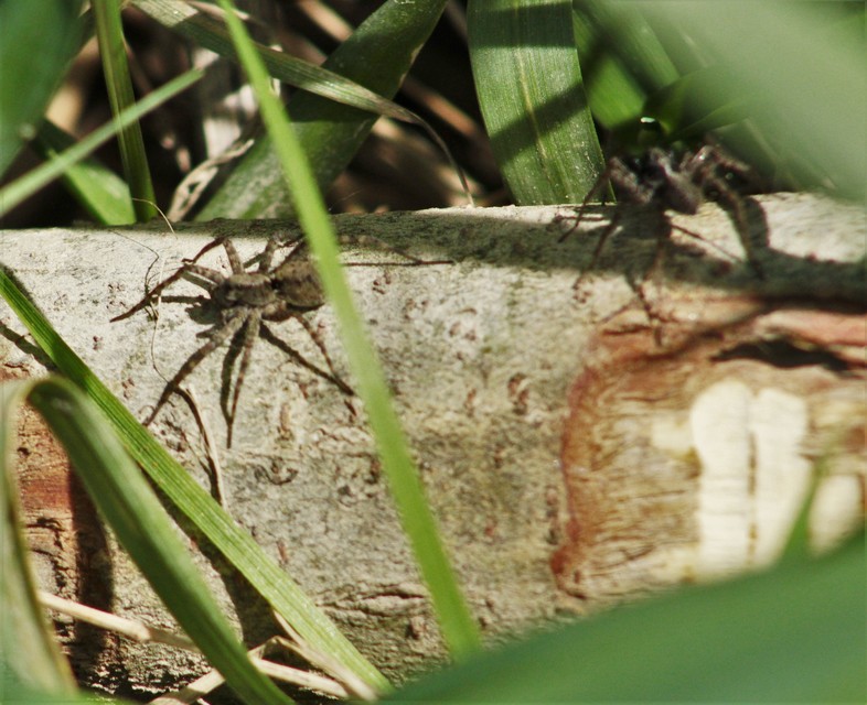 Pardosa