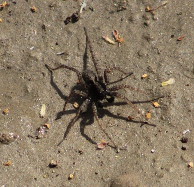 Pardosa