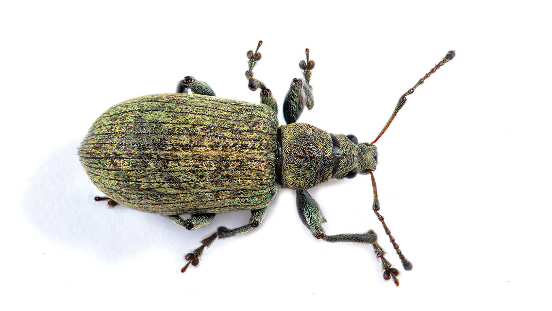 Phyllobius pomaceus - csalán-levélormányos