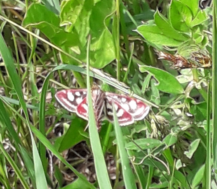 Pyrausta ostrinalis - ritka bíbormoly