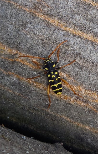 Plagionotus arcuatus - bársonyos darázscincér