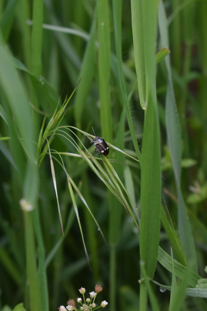 Eurydema oleracea - paréjpoloska Eurydema oleracea - paréjpoloska