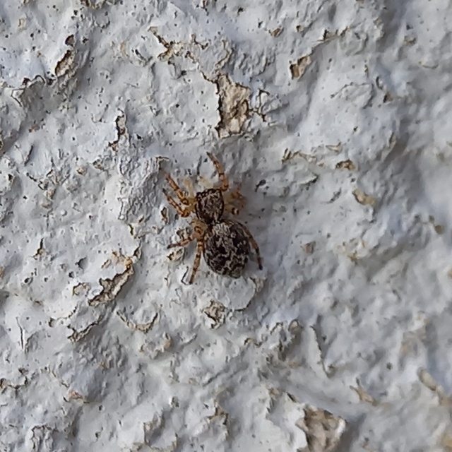 Pseudeuophrys lanigera - szobai ugrópók