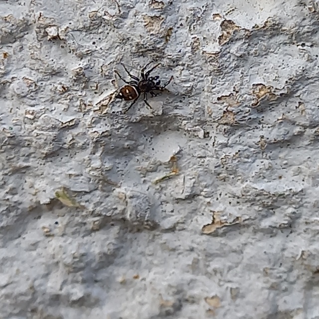 Heliophanus