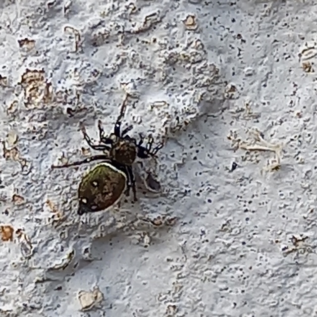 Heliophanus