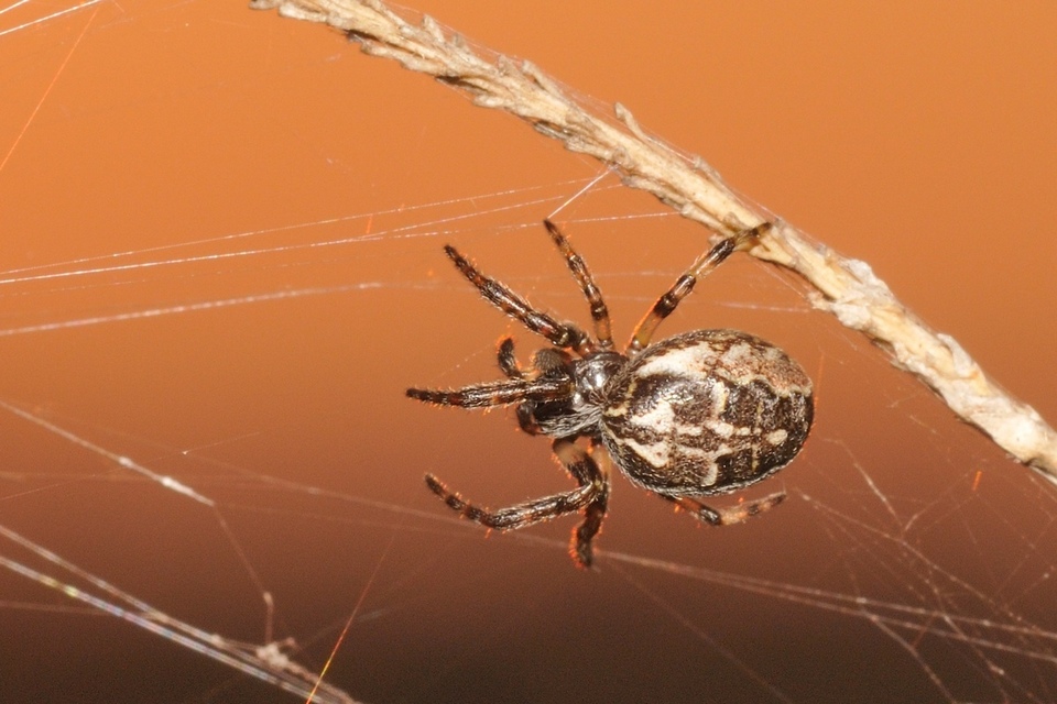 Larinioides cornutus - nádi keresztespók