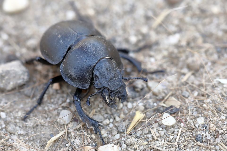 Lethrus apterus - nagyfejű csajkó