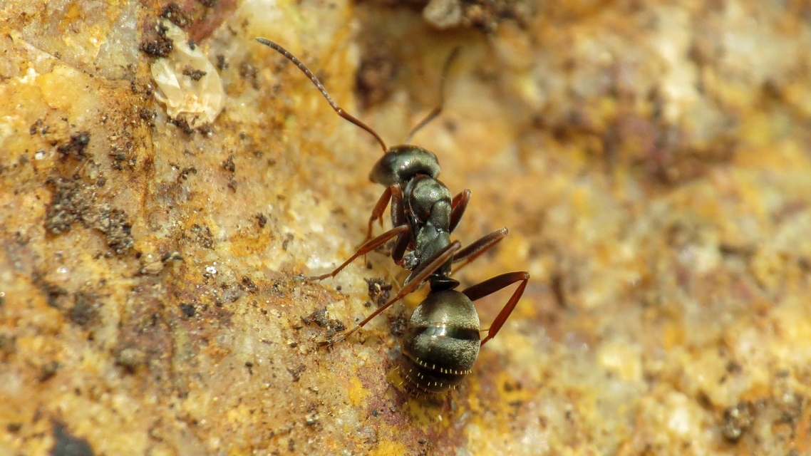 Formica fusca - kormos rabszolgahangya