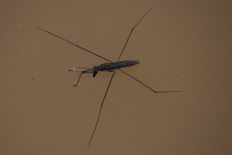Gerridae - molnárpoloskák