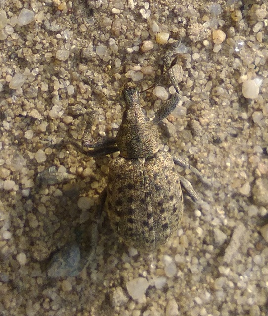 Liophloeus tessulatus - kockás barabolyormányos