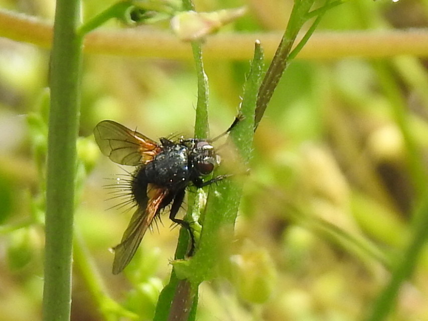 Zophomyia temula