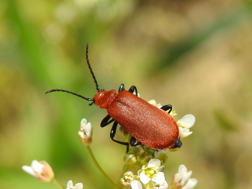 Pyrochroa serraticornis - közép-bíborbogár