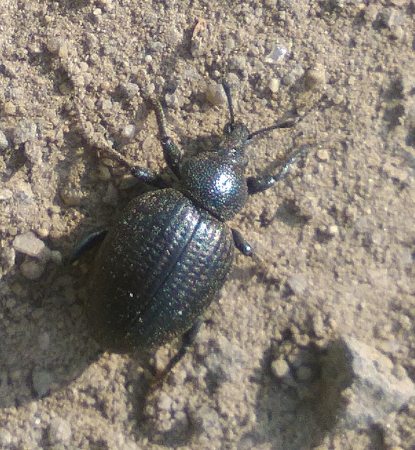 Otiorhynchus catenulatus - gyászos gyalogormányos