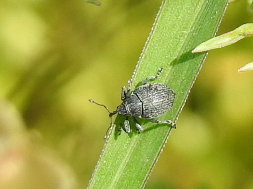 Ceutorhynchus napi - széles repce-ceutormányos