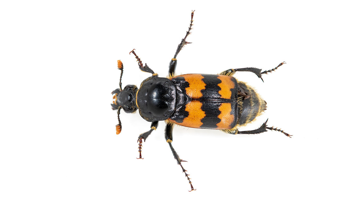 Nicrophorus vespillo - közönséges temetőbogár