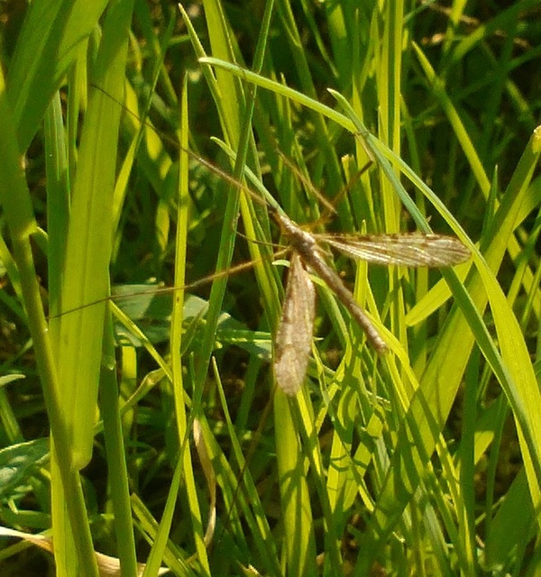 Limnophora
