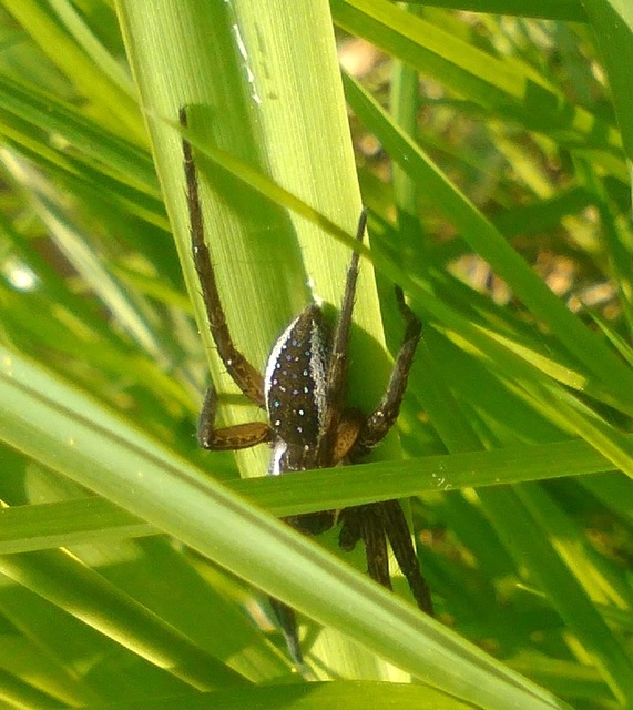 Dolomedes plantarius/fimbriatus