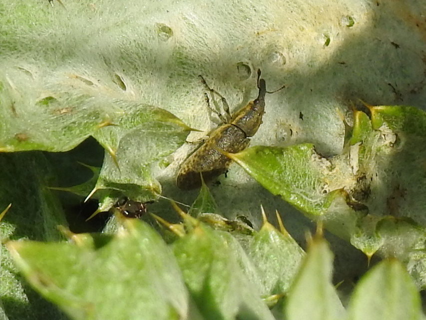 Lixus cardui/filiformis