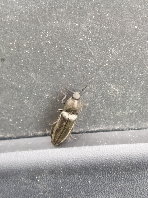 Cidnopus pilosus - szőrös pattanó