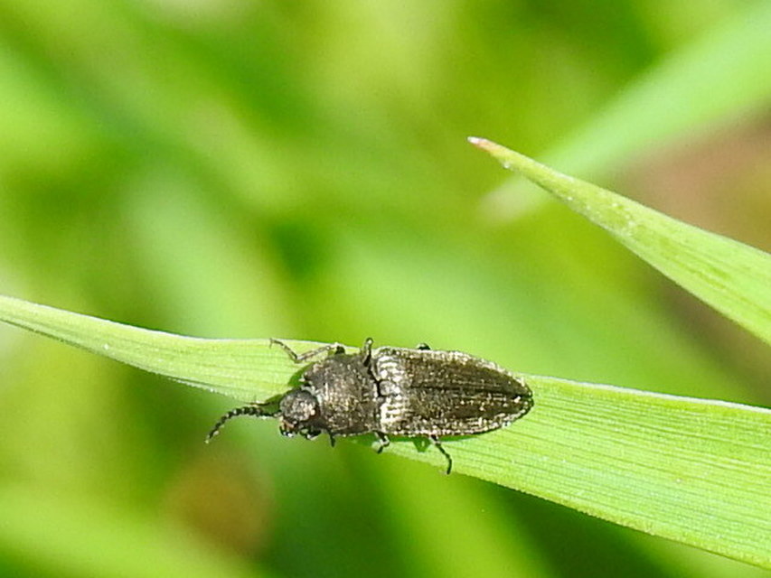Cidnopus pilosus - szőrös pattanó