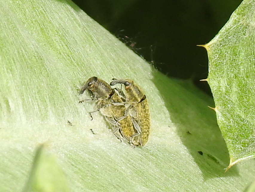 Lixus cardui/filiformis