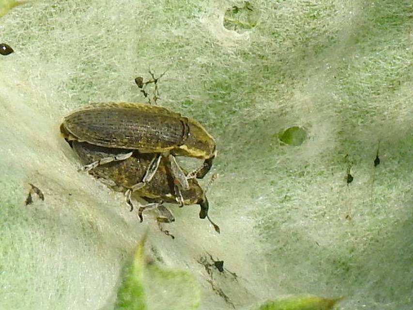 Lixus cardui/filiformis