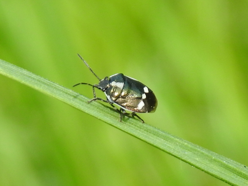 Eurydema oleracea - paréjpoloska Eurydema oleracea - paréjpoloska