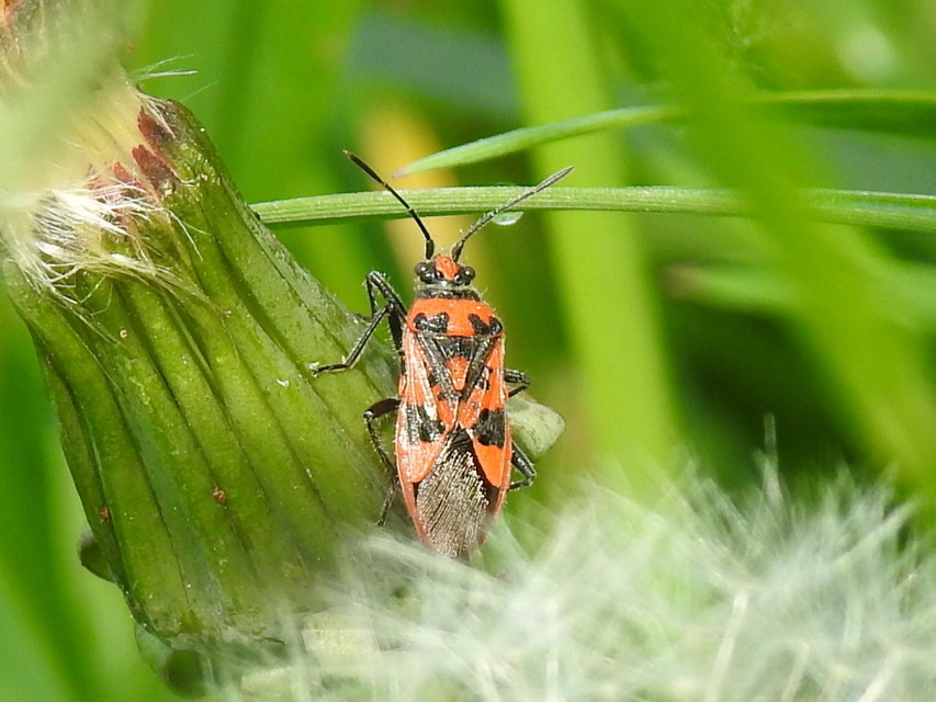 Corizus hyoscyami - piros karimáspoloska