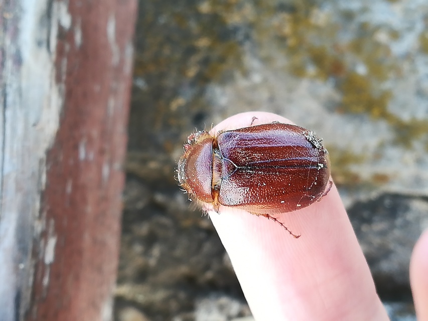 Holochelus aequinoctialis - tavaszeleji cserebogár
