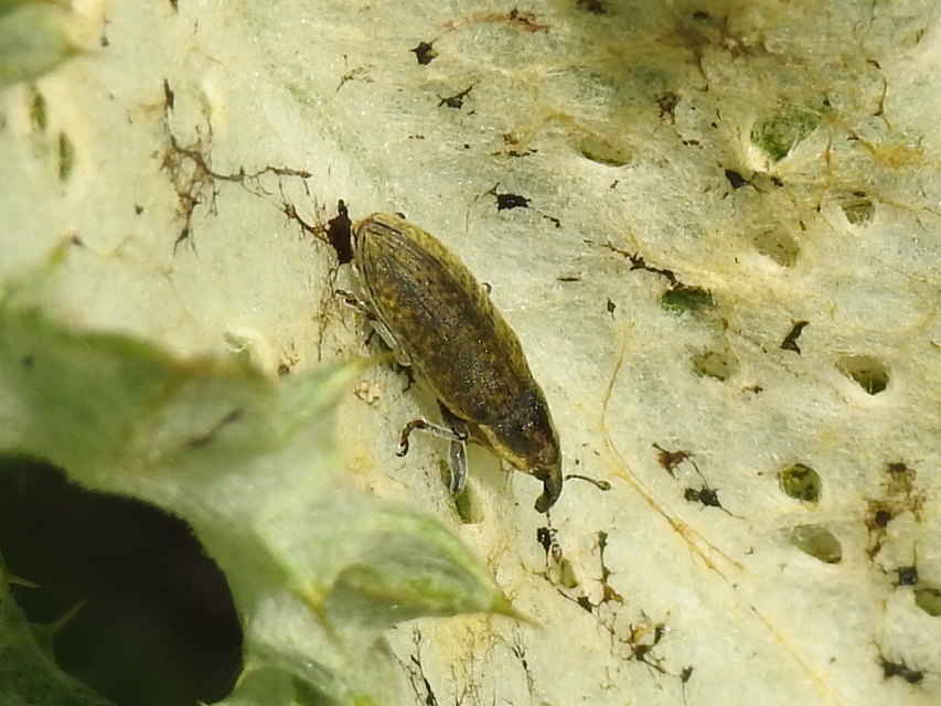 Lixus cardui/filiformis