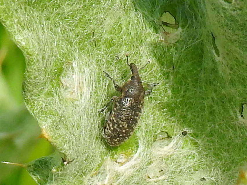 Larinus carlinae - foltos púderbarkó