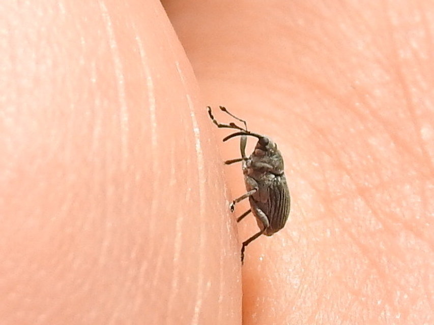 Ceutorhynchus obstrictus - repcebecő-ceutormányos