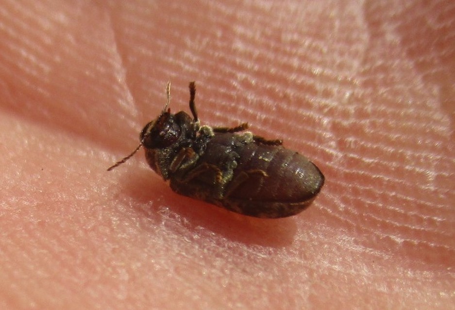 Xestobium rufovillosum - nagy álszú
