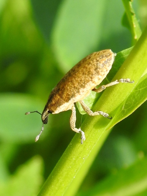Lixus subtilis - disznóparéj-dudvabarkó