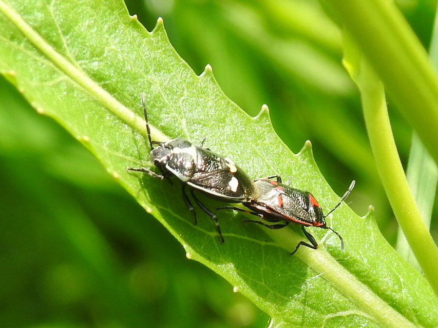 Eurydema oleracea - paréjpoloska Eurydema oleracea - paréjpoloska