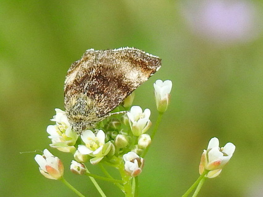 Panemeria tenebrata - apró sárgabagoly