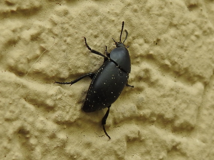 Ablattaria laevigata - sima csigarabló