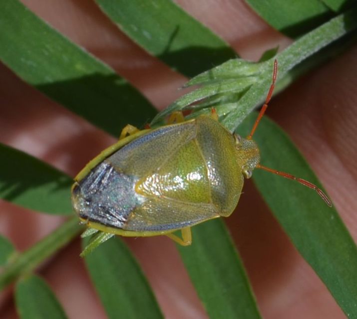 Piezodorus lituratus - bíboros címerespoloska Piezodorus lituratus - bíboros címerespoloska